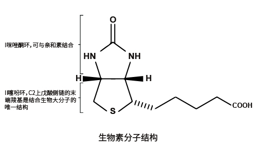 生物素标记(图1) 生物素标记(图1)